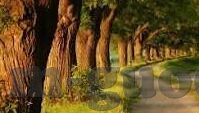 凌辱人妻温泉动漫-凌辱人妻温泉，灰色地带中的情感纠葛与道德反思
